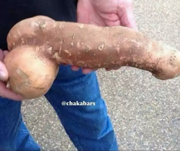Unbelievable! See Strange Photos of Tubers of Cassava and Potato